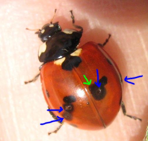 Una strana coccinella